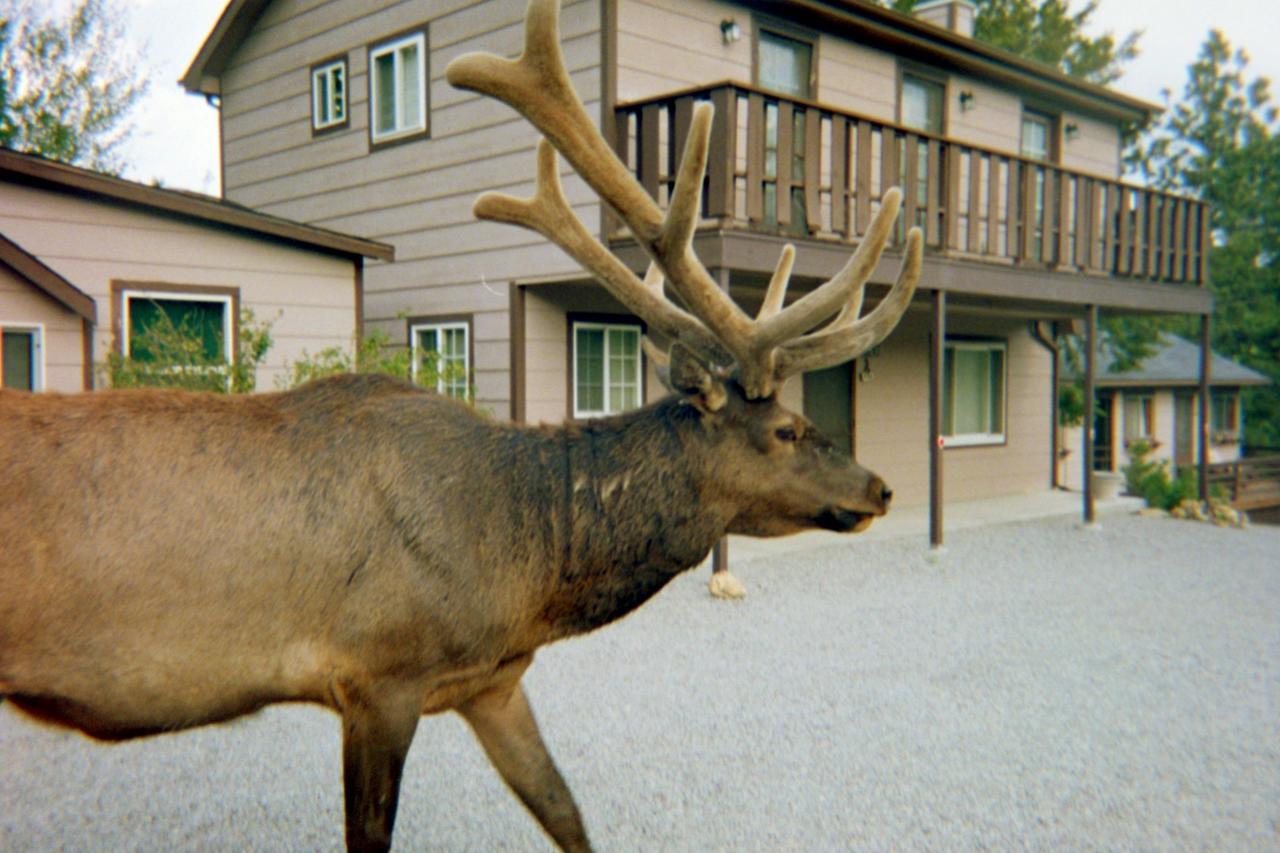 Skyline Cottages Estes Park Eksteriør bilde